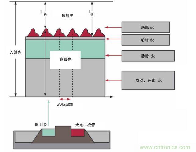 可以用發(fā)光二極管 （LED） 來(lái)照亮皮膚，然后測(cè)量反射到一個(gè)光電二極管的光量來(lái)監(jiān)測(cè)每個(gè)心動(dòng)周期