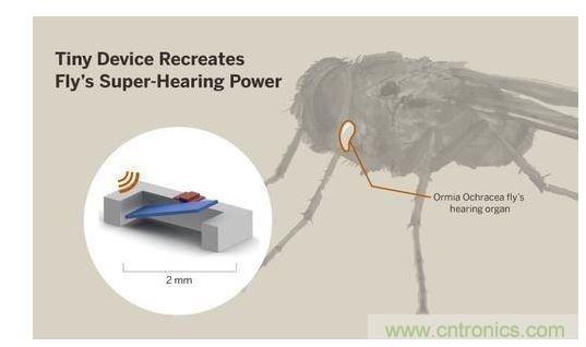 顯示研究人員們經(jīng)由這種寄生蠅的聲音處理機(jī)制啟發(fā)，開發(fā)出一款低功耗的麥克風(fēng)組件。