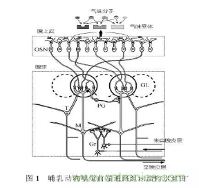 仿生傳感器的定義、原理、分類及應(yīng)用